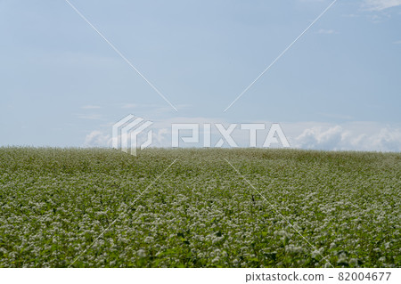 Soba flower field, buckwheat flower 82004677