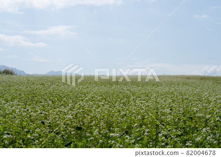 Soba flower field, buckwheat flower Soba flower field, buckwheat flower 82004678