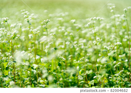 Soba flower field, buckwheat flower Soba flower field, buckwheat flower 82004682