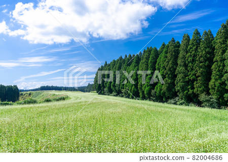 Soba flower field, buckwheat flower 82004686