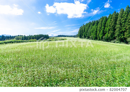 Soba flower field, buckwheat flower Soba flower field, buckwheat flower 82004707