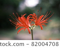 Cluster amaryllis 82004708