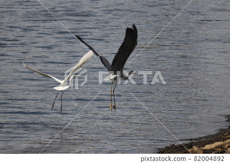 豐洲 Gururi 公園的野鳥 82004892
