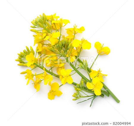 Rapeseed Flower Isolated On White Background 82004994