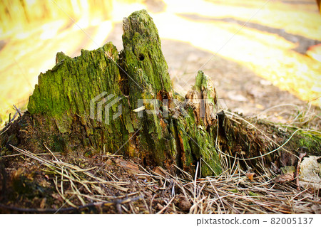 Old tree stump part overgrown with moss Old tree stump part overgrown with moss 82005137