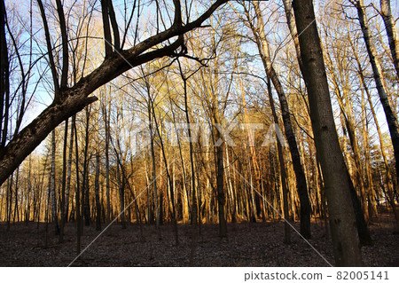 Golden sunset forest view with falling trees Golden sunset forest view with falling trees 82005141