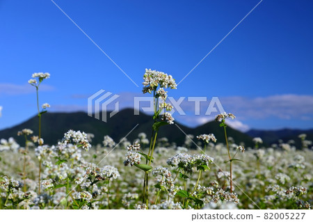 福島縣山郡豬苗代町金田 一望無際的蕎麥田中的蕎麥花特寫 82005227