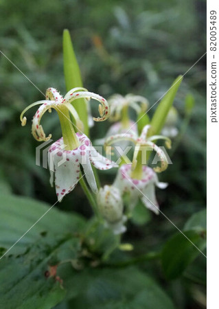 Yama Hototogisu 82005489