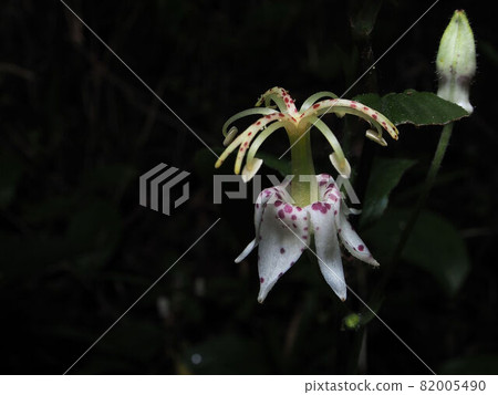 Yama Hototogisu 82005490