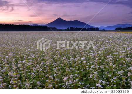 福島縣山郡豬苗代町金田，一望無際的蕎麥田，盛開的蕎麥花，萬代山的落日 82005559