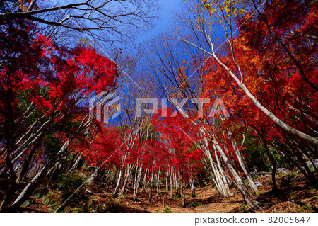 色彩鮮豔的楓樹和櫸樹林（三重縣渡洗郡大樹町Amikakeyyama“楓之谷”） 82005647