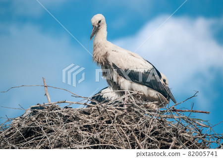 Young white storks in the nest. 82005741