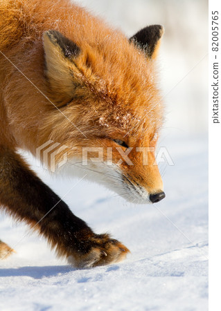 Red fox walks carefully through the snow. 82005765