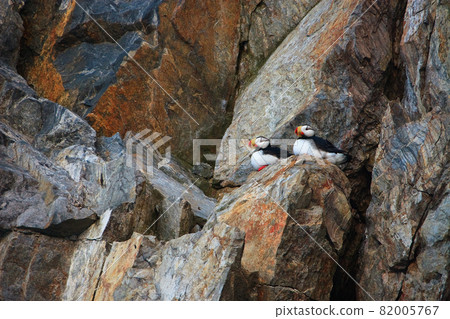 Horned puffin (Fratercula corniculata) Horned puffin (Fratercula corniculata) 82005767