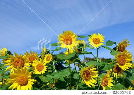 Kawagoe City, Saitama Prefecture Late-blooming sunflowers and autumn sky in the flower field on the east coast of Isanuma Kawagoe City, Saitama Prefecture Late-blooming sunflowers and autumn sky in the flower field on the east coast of Isanuma 82005768