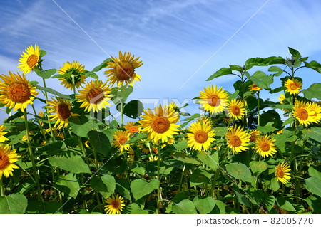 Kawagoe City, Saitama Prefecture Late-blooming sunflowers and autumn sky in the flower field on the east coast of Isanuma Kawagoe City, Saitama Prefecture Late-blooming sunflowers and autumn sky in the flower field on the east coast of Isanuma 82005770