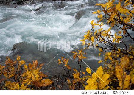 Golden foliage time. Chukotka, Russia. Golden foliage time. Chukotka, Russia. 82005771