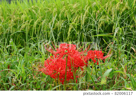 Amatohana and rice Amatohana and rice 82006117