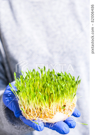 Female hands hold Sprouted wheat on table. Roots, food, health. Micro green sprouts. Organic, vegan healthy food concept. Home gardening Seedlings. Female hands hold Sprouted wheat on table. Roots, food, health. Micro green sprouts. Organic, vegan healthy food concept. Home gardening Seedlings. 82006486
