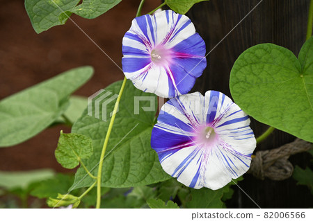 Morning glory (Morning glory) Morning glory (Morning glory) 82006566