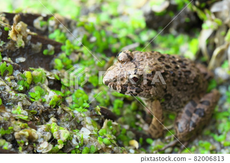 Frog frog Frog frog 82006813
