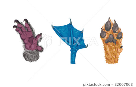 Animal Limb with Primate Hairy Paw and Dog Foot Vector Set Animal Limb with Primate Hairy Paw and Dog Foot Vector Set 82007068