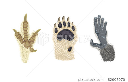 Animal Limb with Primate Hairy Paw and Dog Foot Vector Set 82007070
