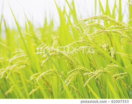 日本水稻種植季節 82007353