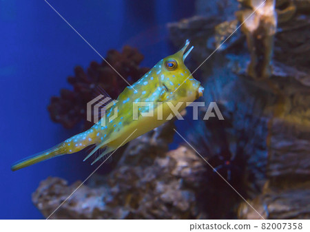 Yellow or green tropical luminous fish with spots swims in an aquarium Yellow or green tropical luminous fish with spots swims in an aquarium 82007358