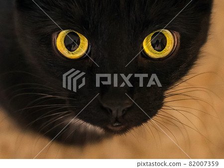 Black cat yellow green big eyes close-up Black cat yellow green big eyes close-up 82007359