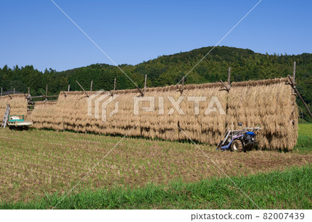 Rural scenery, dried rice rack 82007439