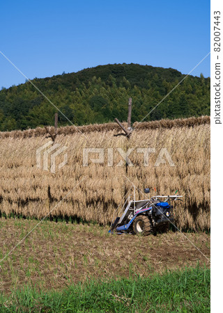 Rural scenery, dried rice rack 82007443