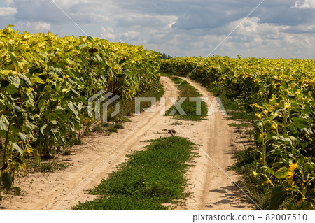 Ready ripe withered sunflowers on the field along a rural road Ready ripe withered sunflowers on the field along a rural road 82007510