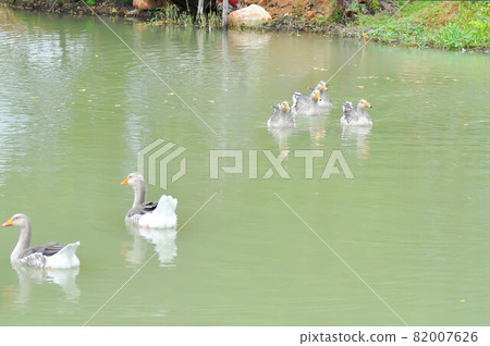 swimming ducks, duck or ducks 82007626