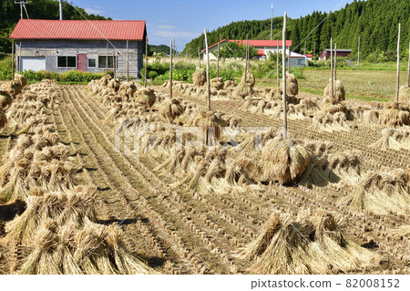 拍攝秋天北海道江差町的削米工作的風景 82008152