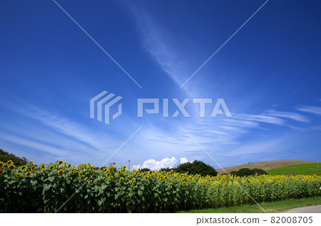 向日葵盛開的路,藍天白雲的形狀感覺很壯觀 向日葵盛開的路,藍天白雲的形狀感覺很壯觀 82008705