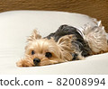 Relaxing yorkshire terrier 82008994