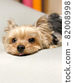 Relaxing yorkshire terrier 82008998