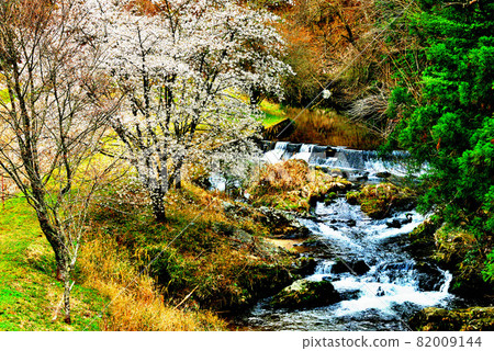 Cherry Blossoms Cherry Blossoms 82009144