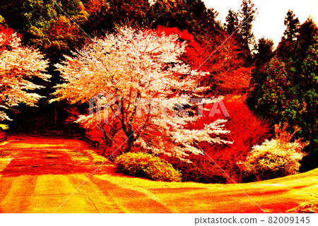 Cherry Blossoms Cherry Blossoms 82009145