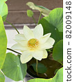 Lotus flower  82009148