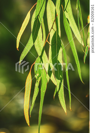 Eucalyptus green leaves Eucalyptus green leaves 82009161