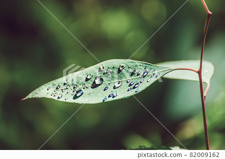 Eucalyptus green leaves Eucalyptus green leaves 82009162