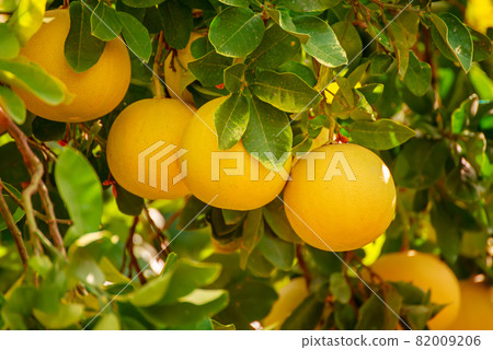 Pomelo fruit in garden Pomelo fruit in garden 82009206