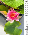 Water lily flowers 82009208