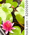 Water lily flowers 82009209