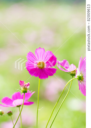 Fall cherry tree Fall cherry tree 82009613