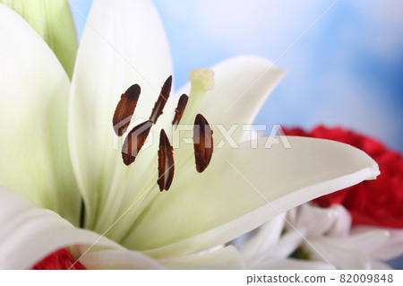 White Easter Lily Closeup on blue Shallow DOF 82009848