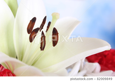 White Easter Lily Closeup on blue Shallow DOF 82009849
