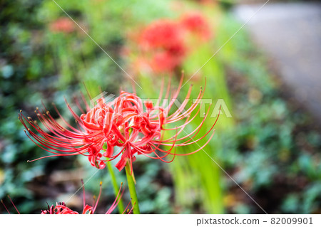 Cluster amaryllis blooming in Mineyama Cemetery in Sagamihara City 82009901